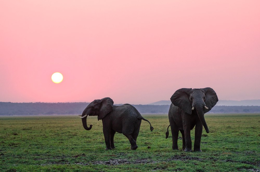 How long elephants can live