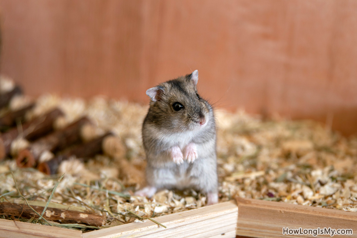 hamsters-lifespan-factors