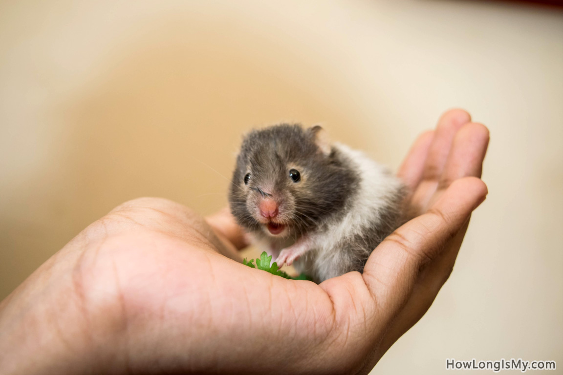 how-long-do-hamsters-live