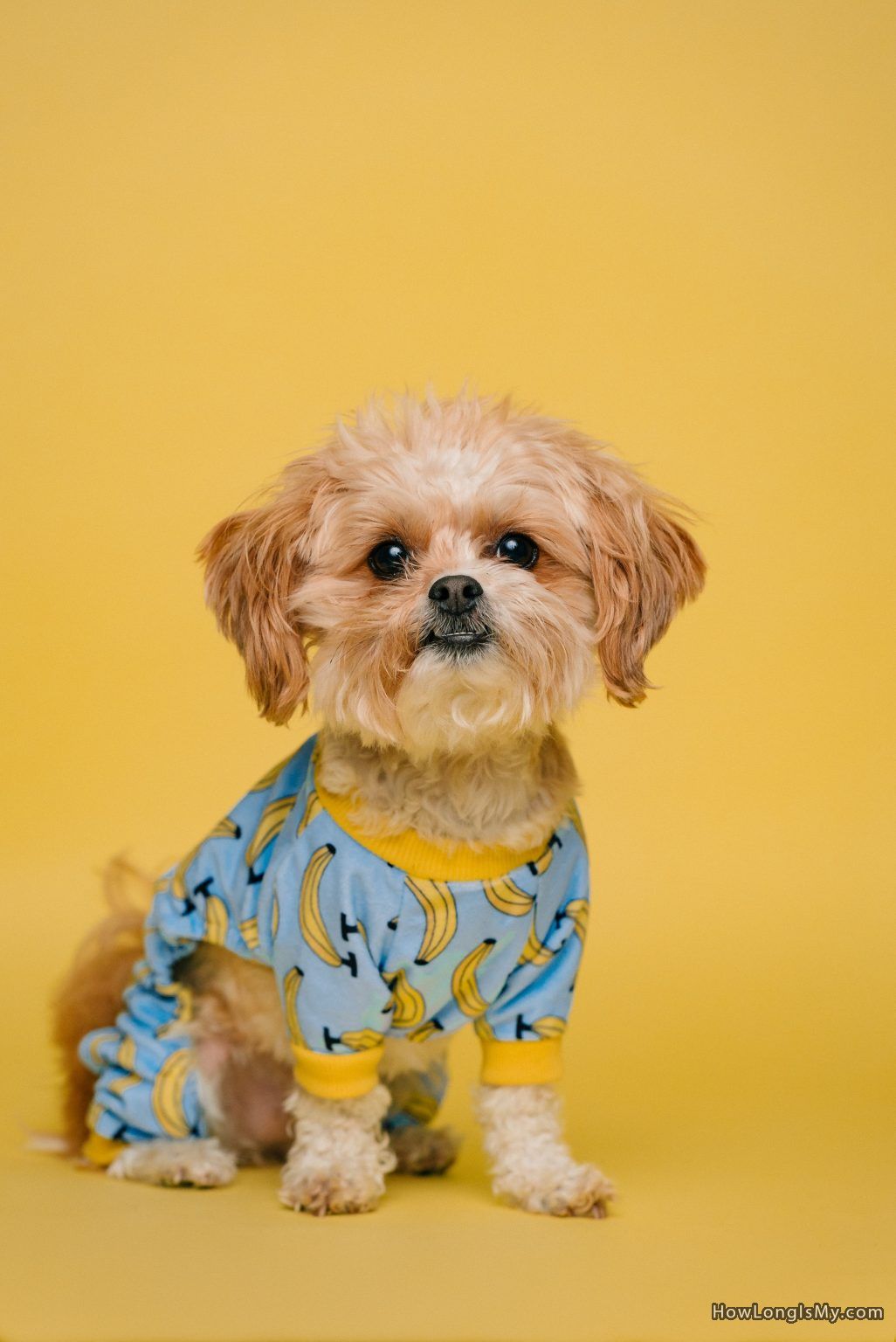 portrait of a dog in an outfit