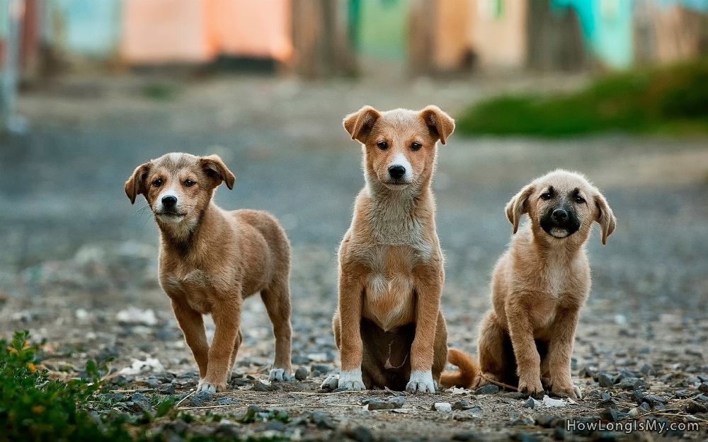 three cute dogs looking at you