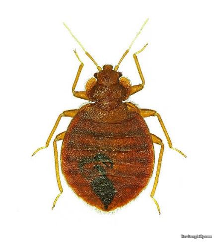 bed bugs image 1