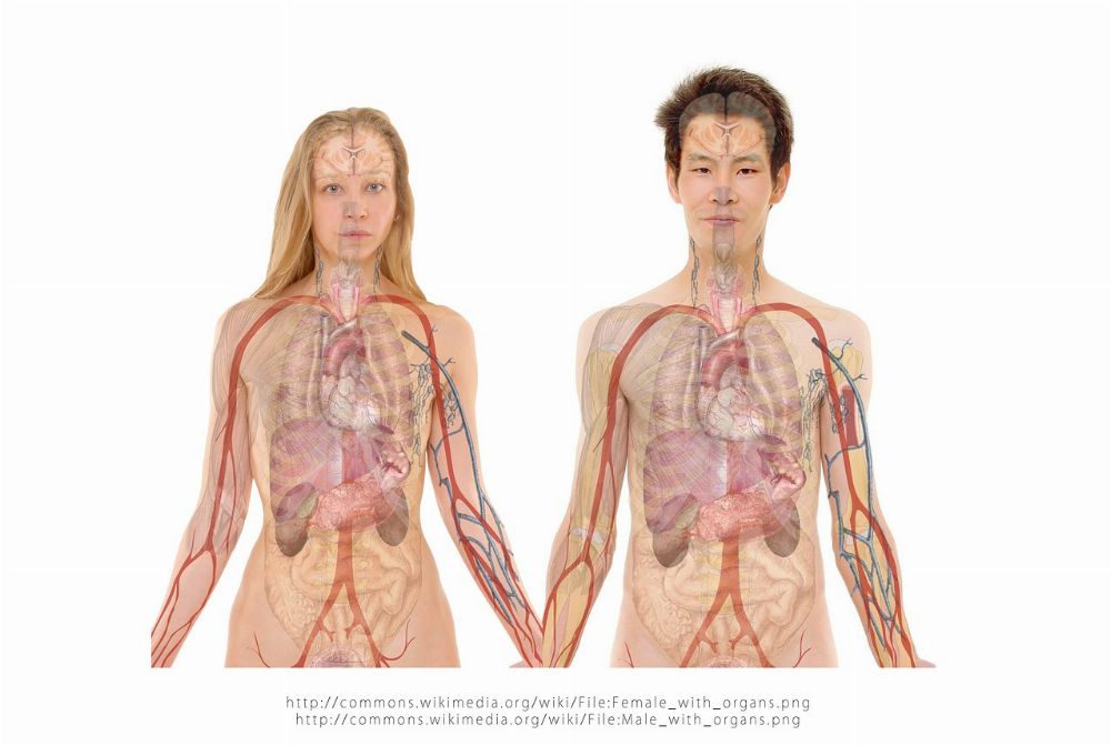 human longivity anatomy